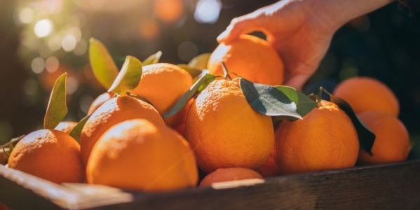 Consigue las mejores naranjas frescas en la tienda online de naranjas