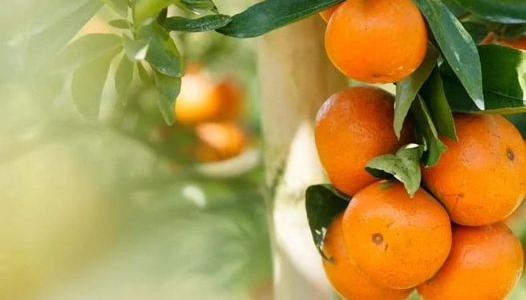 La elección de unas buenas naranjas para disfrutar en invierno