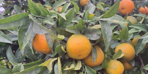 El Viaje de la Mandarina Valenciana: De la Flor al Plato
