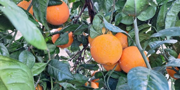 ¡La temporada de naranjas ha llegado a Citrus Gourmet!