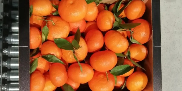 Beneficios de las mandarinas valencianas