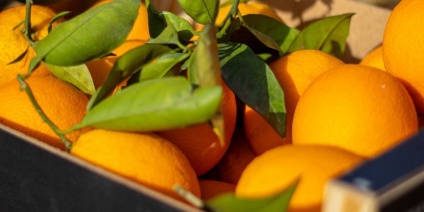 Del campo a tu mesa en 24 Horas: El secreto de la frescura de Citrus Gourmet