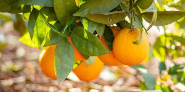 Del campo a tu mesa: el viaje de las naranjas más frescas gracias a Citrusgourmet