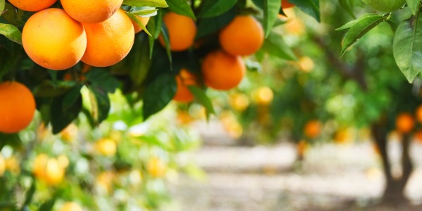 Comienza la temporada de las naranjas: el sabor del invierno ya está aquí