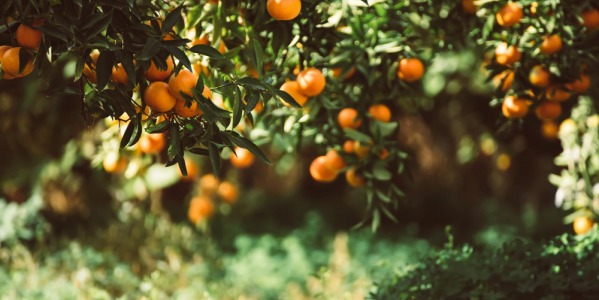 Naranjas, mandarinas y miel: bienestar, sabor… y grandes oportunidades de Black Friday