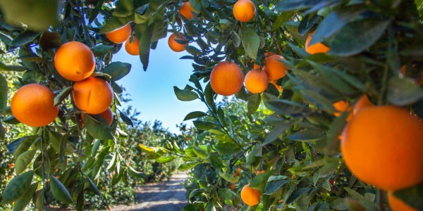 Agricultura española 2025: desafíos y razones para valorar cada mandarina, naranja y miel nacional
