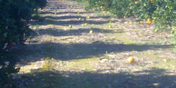 Naranjas de "repom"