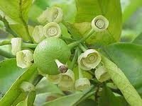 Caída fisiológica de frutitos