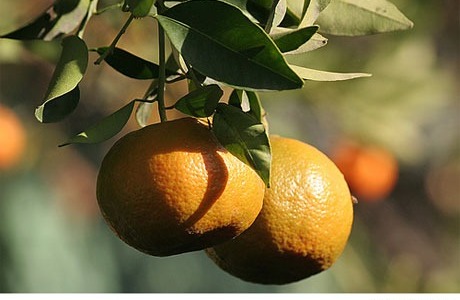 Propiedades y beneficios de las mandarinas