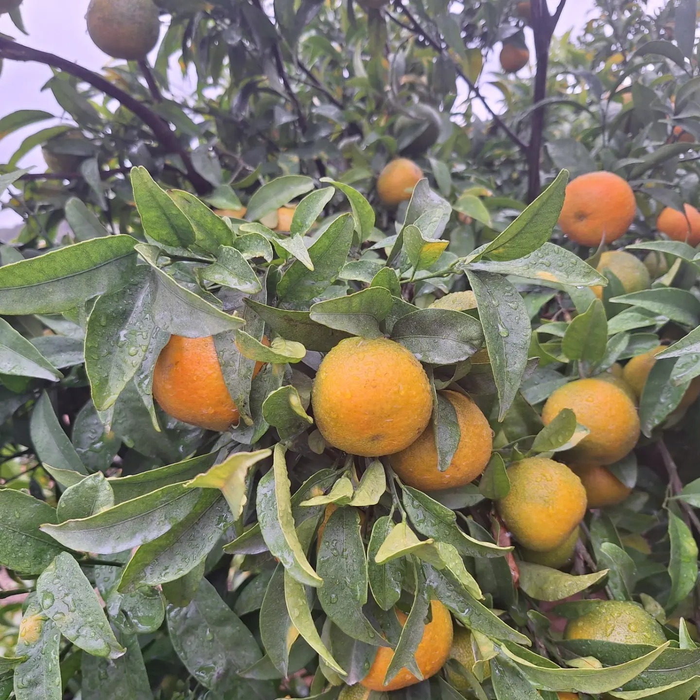 Las mandarinas valencianas las primeras de la temporada
